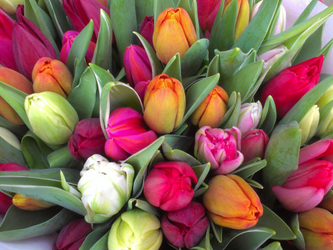 Tulpenverkoop op 20 maart a.s. GAAT NIET DOOR 